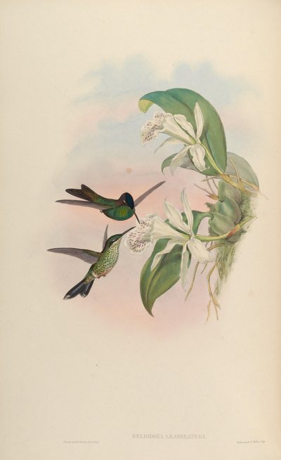 Heliodoxa leadbeateri by John Gould